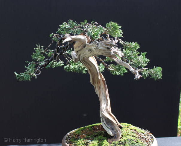 juniper bonsai